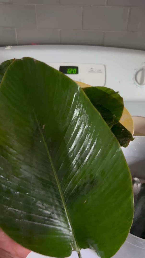 D-50 pcs Fresh Moi Moi Leaves – Authentic Nigerian Leaves | Buy in Winnipeg & Canada