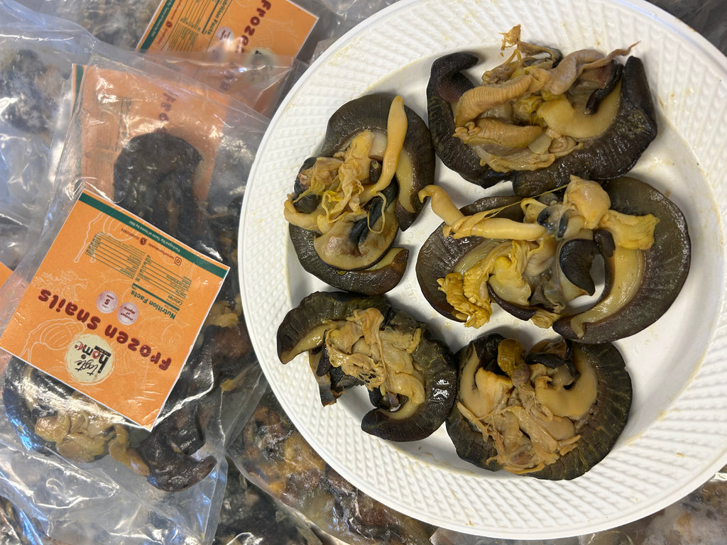 D-5 pcs Nigerian Large size Snails in Canada | Large African Bush Snails Winnipeg Canada