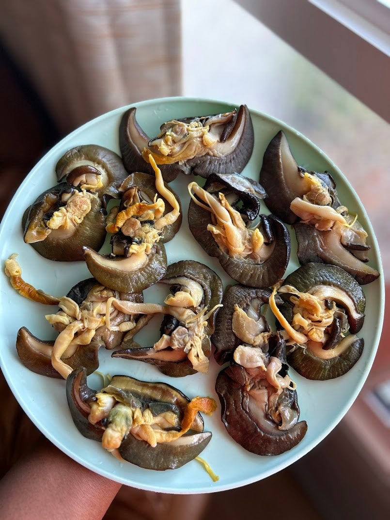 F-10pcs Medium African Bush Snails – Fresh Nigerian Snails, Clean and Ready to Cook (Winnipeg, Canada)