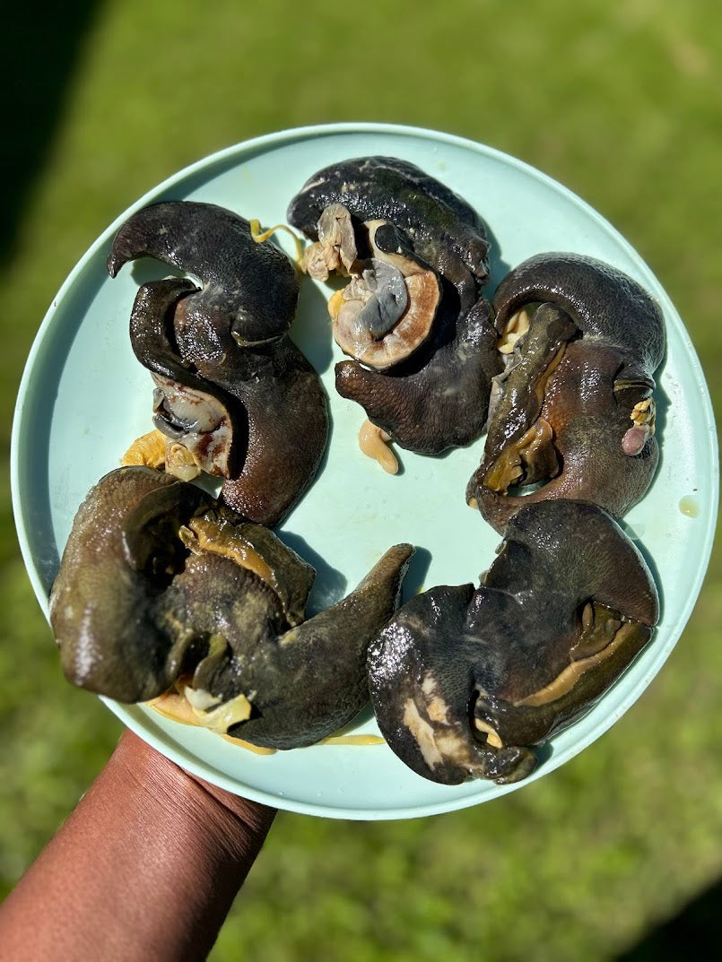 J-5 pcs Nigerian Large size Snails in Canada | Large African Bush Snails Winnipeg Canada