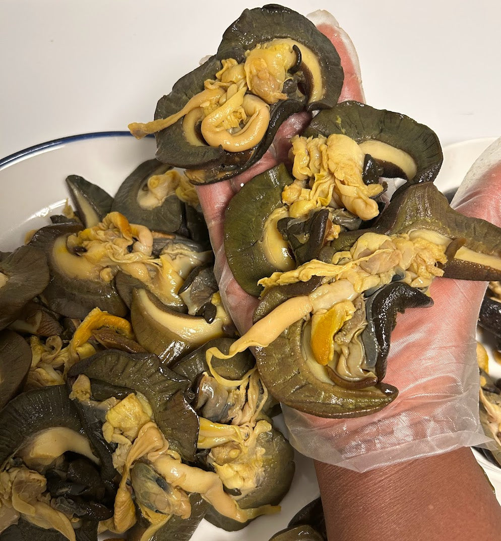 J-5 pcs Nigerian Large size Snails in Canada | Large African Bush Snails Winnipeg Canada