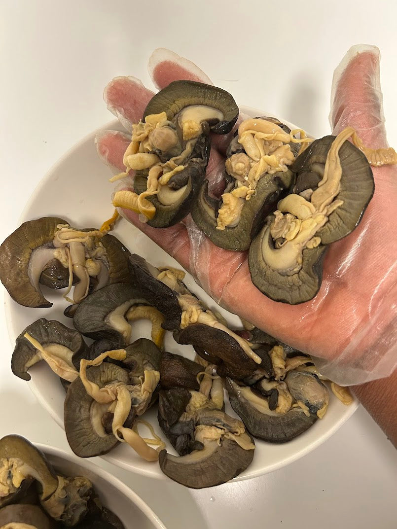F-10pcs Medium African Bush Snails – Fresh Nigerian Snails, Clean and Ready to Cook (Winnipeg, Canada)