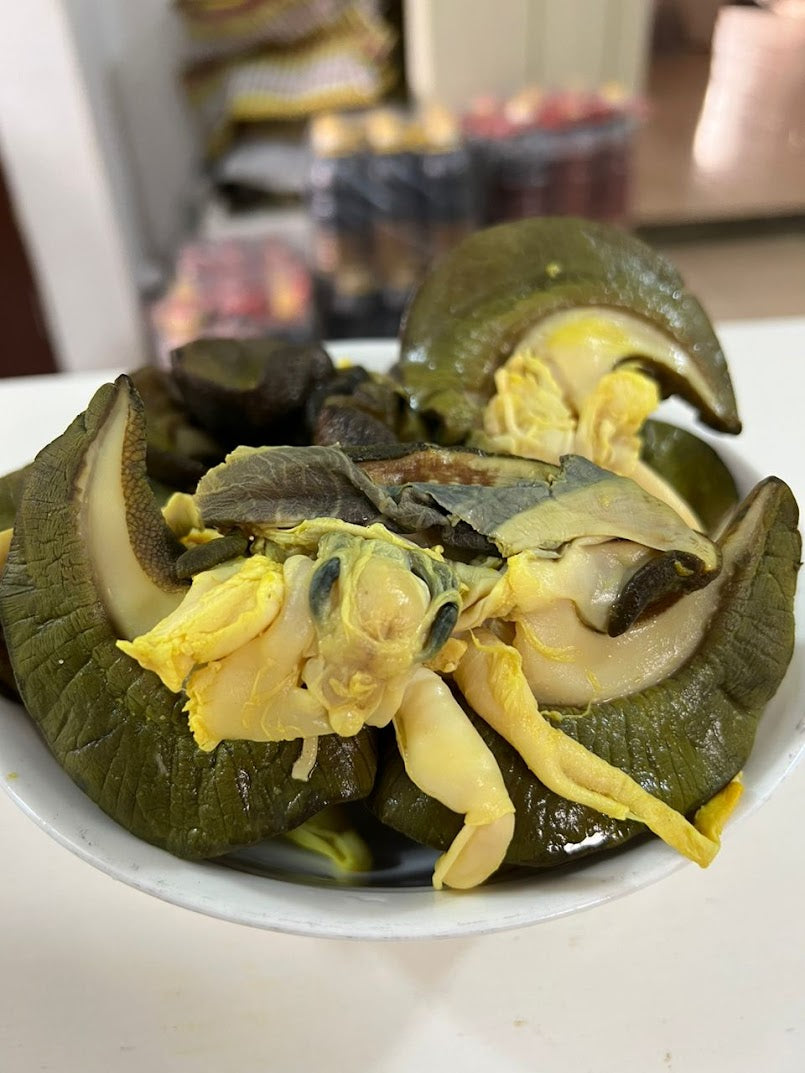 J-5 pcs Nigerian Large size Snails in Canada | Large African Bush Snails Winnipeg Canada