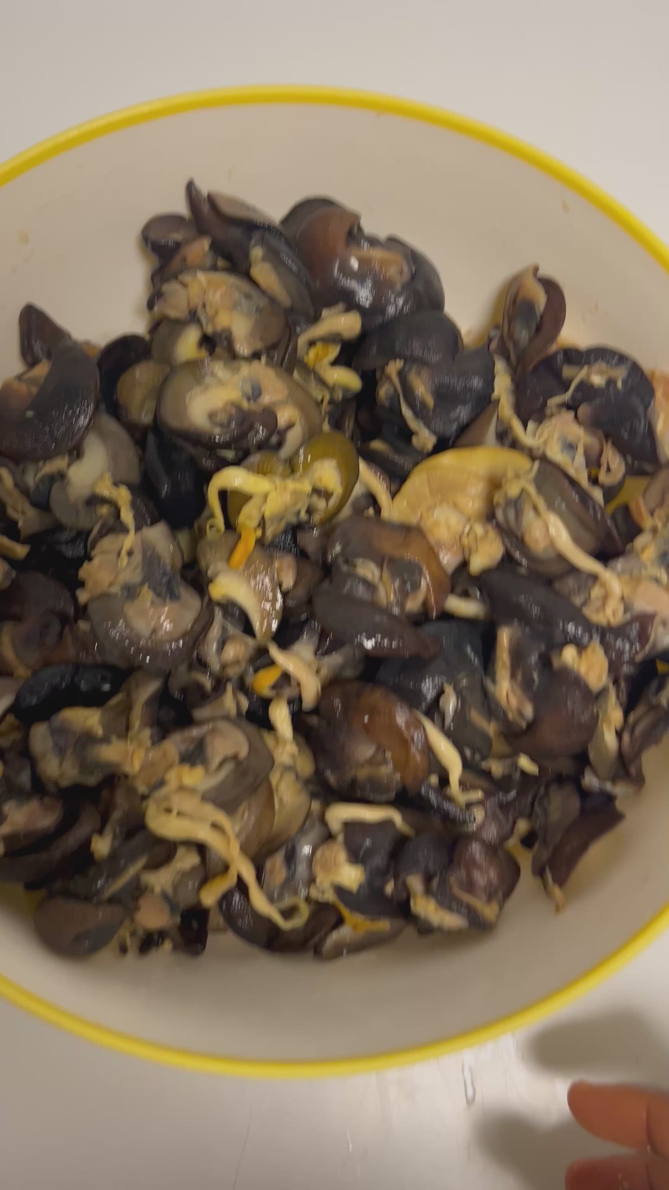 B-50 pieces Fresh Small African Bush Snails