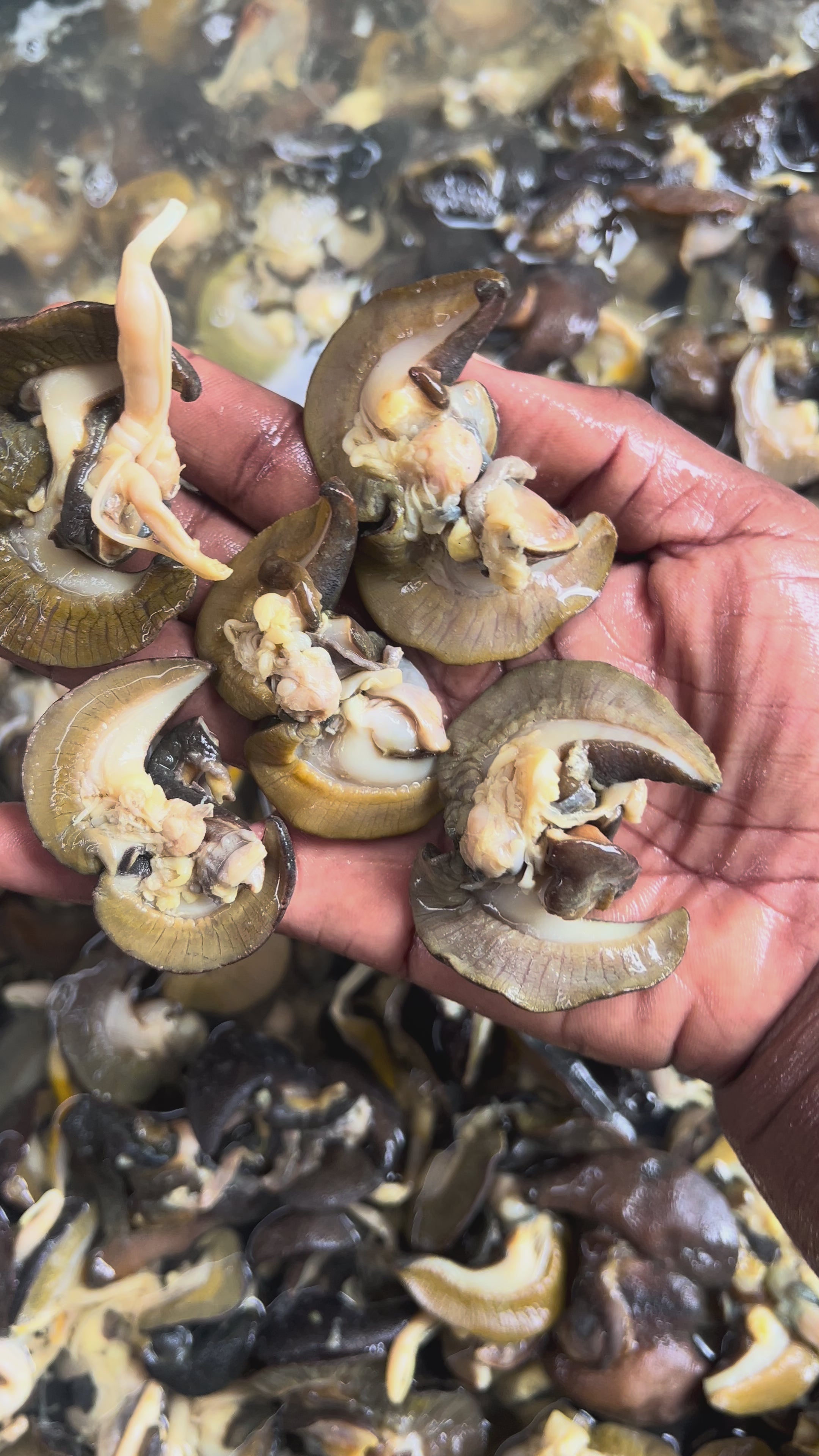 B-50 pieces Fresh Small African Bush Snails