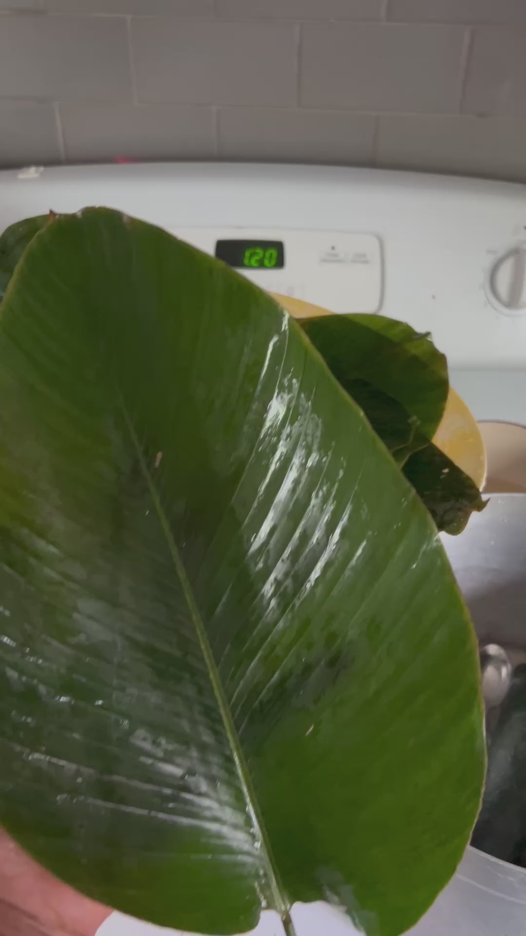 D-50 pcs Fresh Moi Moi Leaves – Authentic Nigerian Leaves | Buy in Winnipeg & Canada