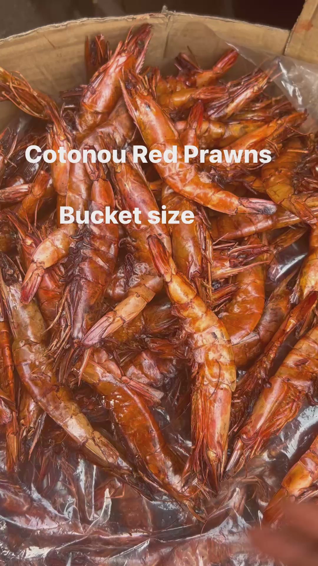 G-Cotonou Red Prawns – Large, Natural, Premium | Buy in Winnipeg & Canada