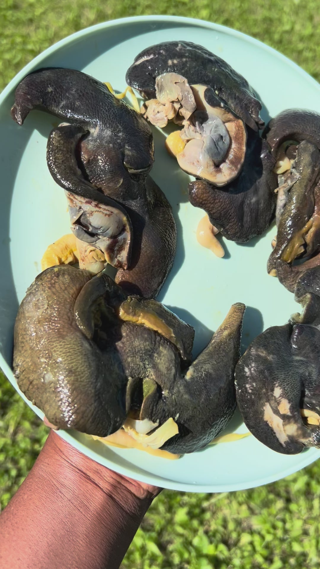 J-5 pcs Nigerian Large size Snails in Canada | Large African Bush Snails Winnipeg Canada