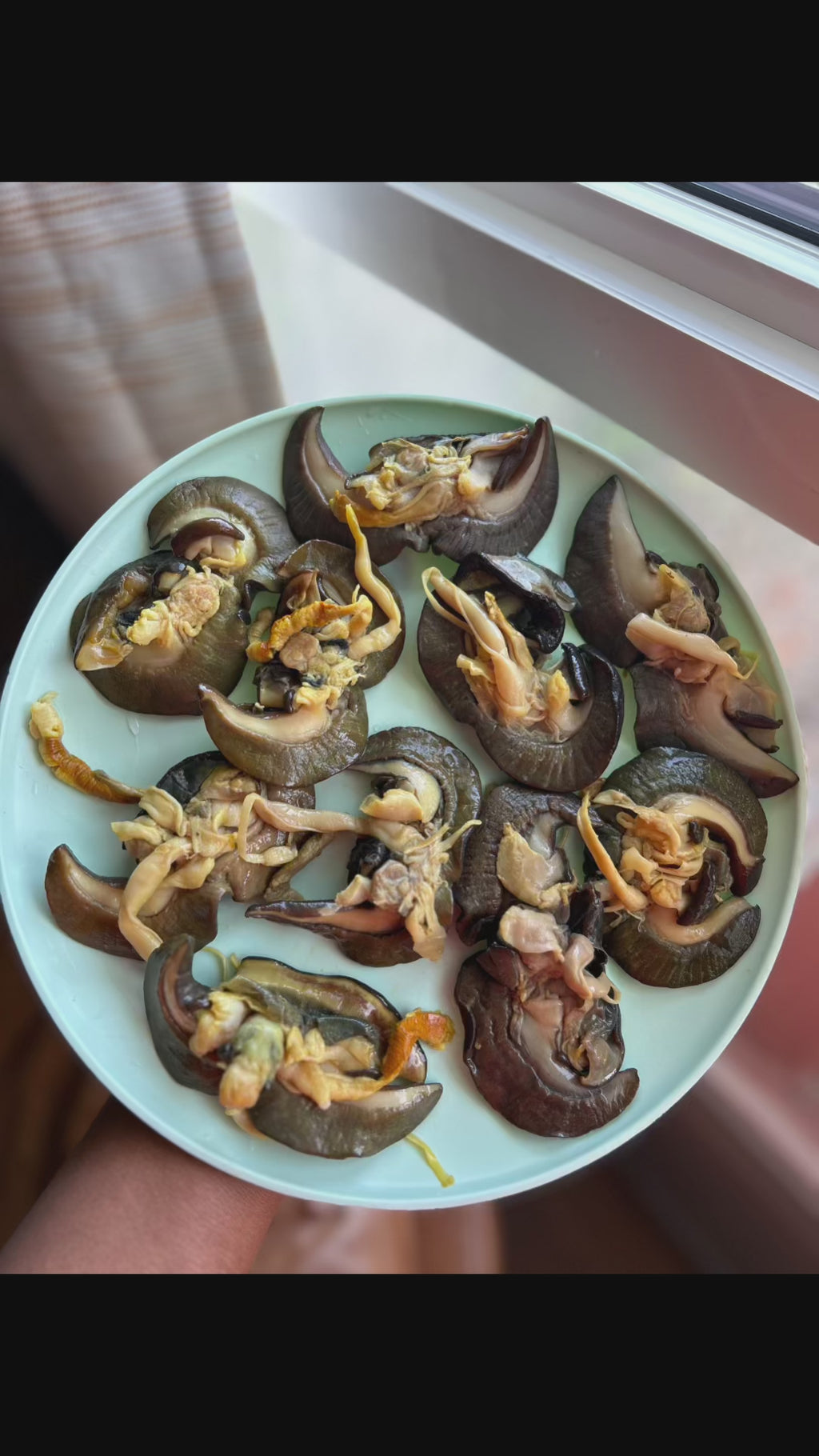 F-10pcs Medium African Bush Snails – Fresh Nigerian Snails, Clean and Ready to Cook (Winnipeg, Canada)