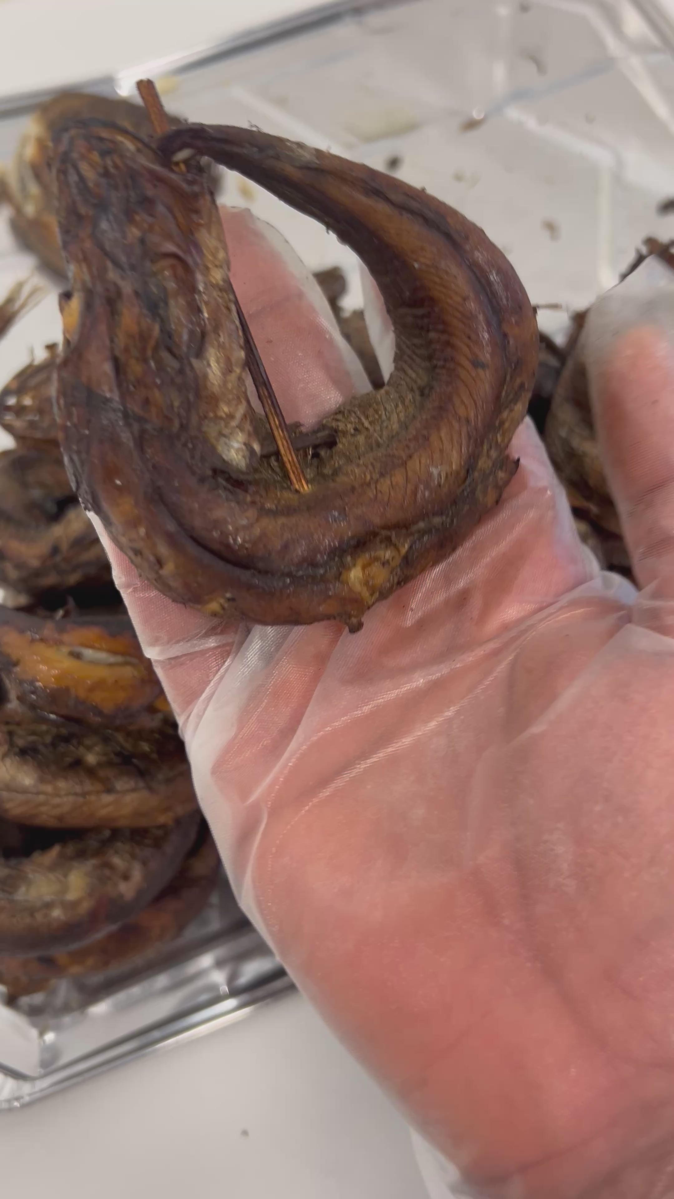 B-10 pcs Lightly Smoked Soft Panla fish
