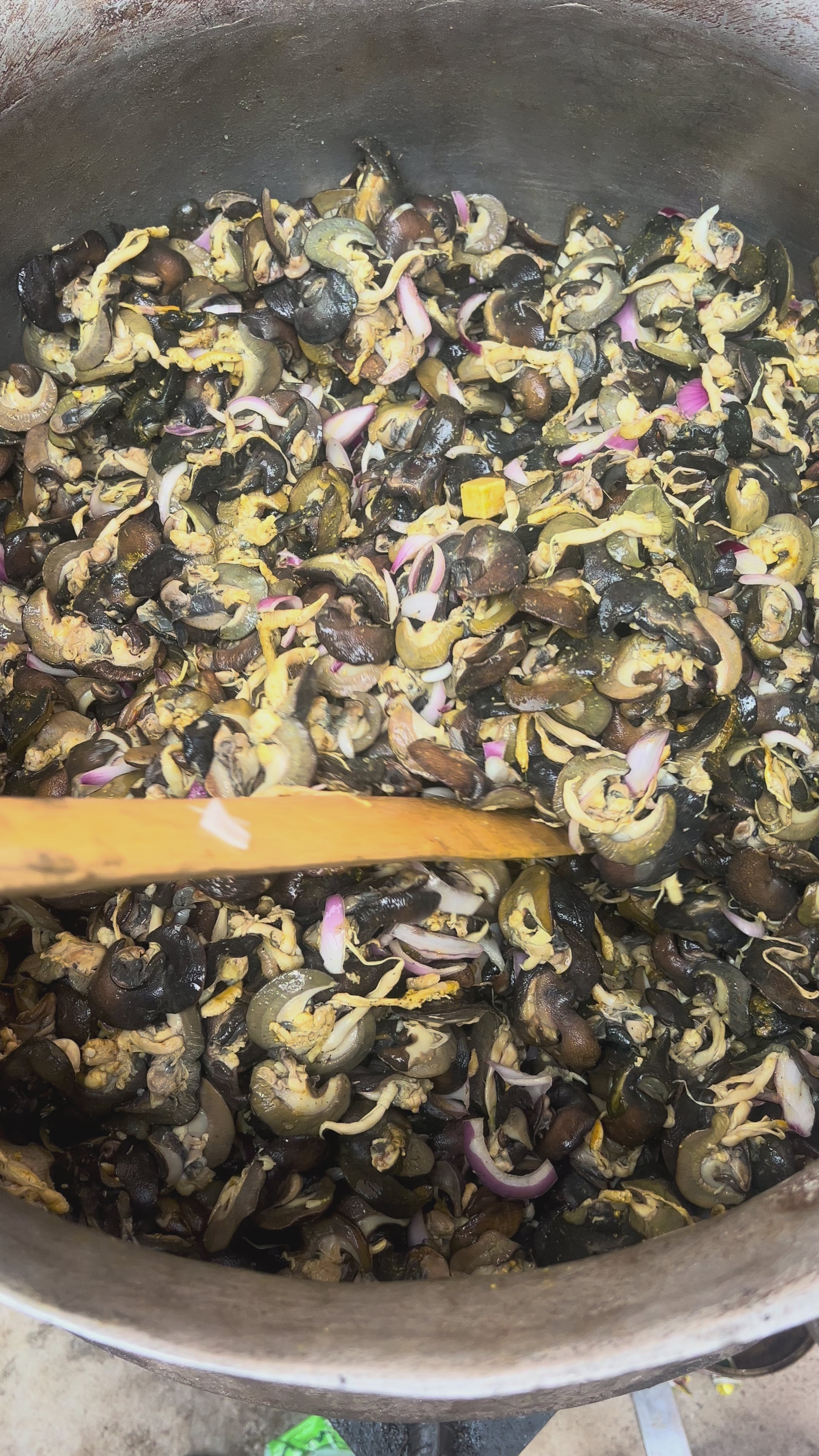 B-50 pieces Fresh Small African Bush Snails