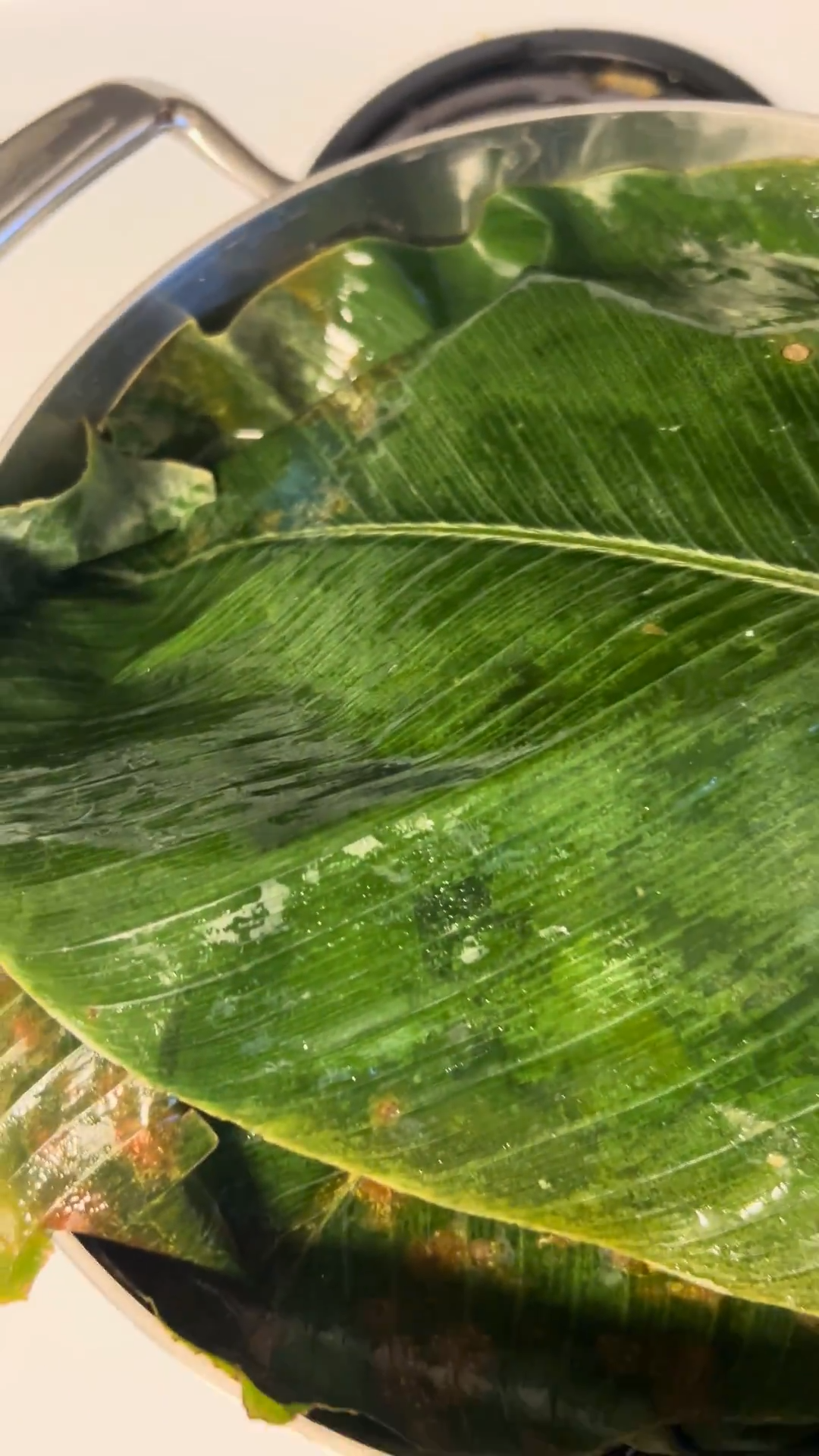 Fresh Moi Moi leaves Winnipeg – Buy authentic Nigerian leaves in Canada